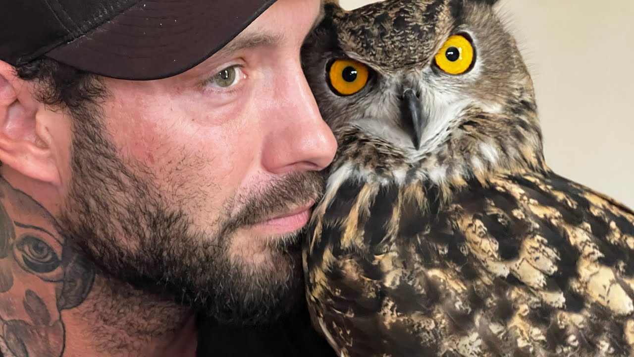 HUGE OWL!!! An episode on the fly