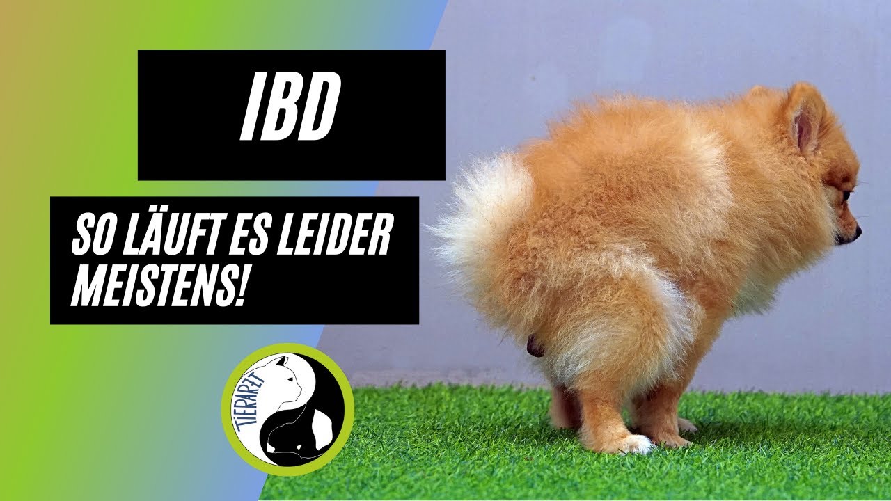 IBD - so läuft es leider fast immer ab