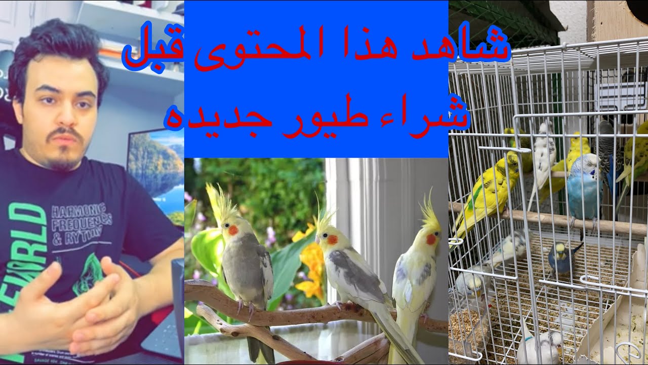 نصائح مهمه قبل شراء عصفور او ببغاء جديد