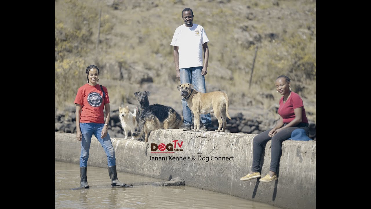 HOW WE KEEP BIG DOGS AND RESCUE OTHERS. PLUS ADVICE FROM A VET @VET CORNER (DOG TV KENYA EPISODE 47)