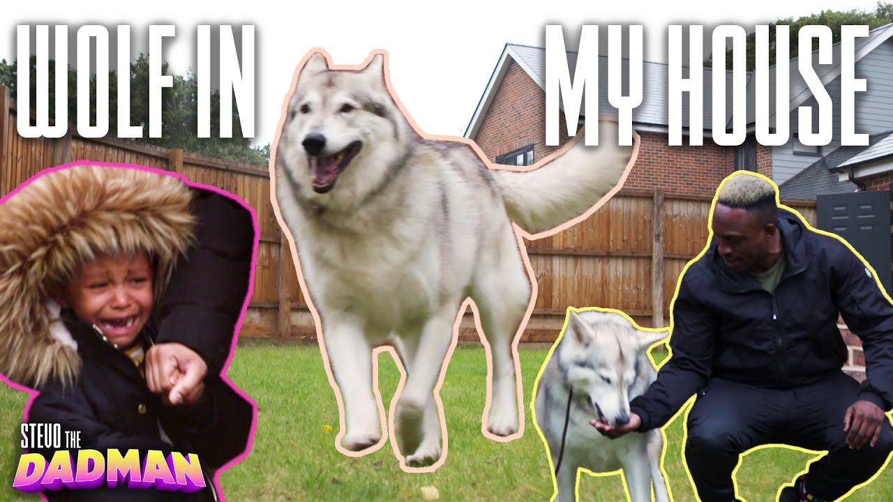 Replacing Our Family Dog With A PET WOLF | StevoTheDadMan Show