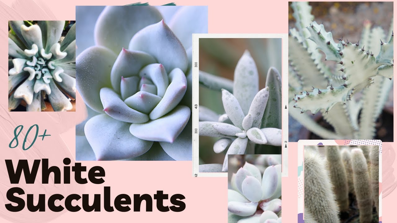 White Succulents (with NAMES and Pronunciation) with MOODY BLOOMS