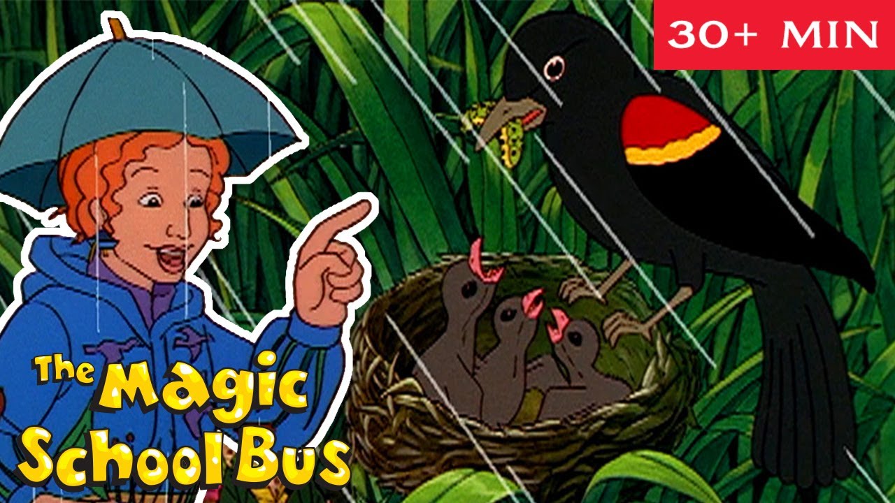 Animal Habitats | Swamp, Ocean, Desert and more | Science for Kids | The Magic School Bus