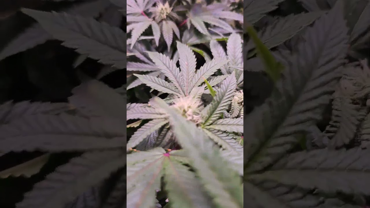 Its a Jungle  #cannabis #cannabiseducation   #plant   #cannabiscommunity420  #hydroponic