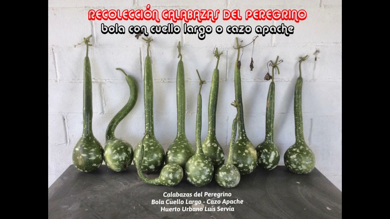 Cómo Recolectar Calabazas del Peregrino – Bola Cuello Largo – Cazo Apache