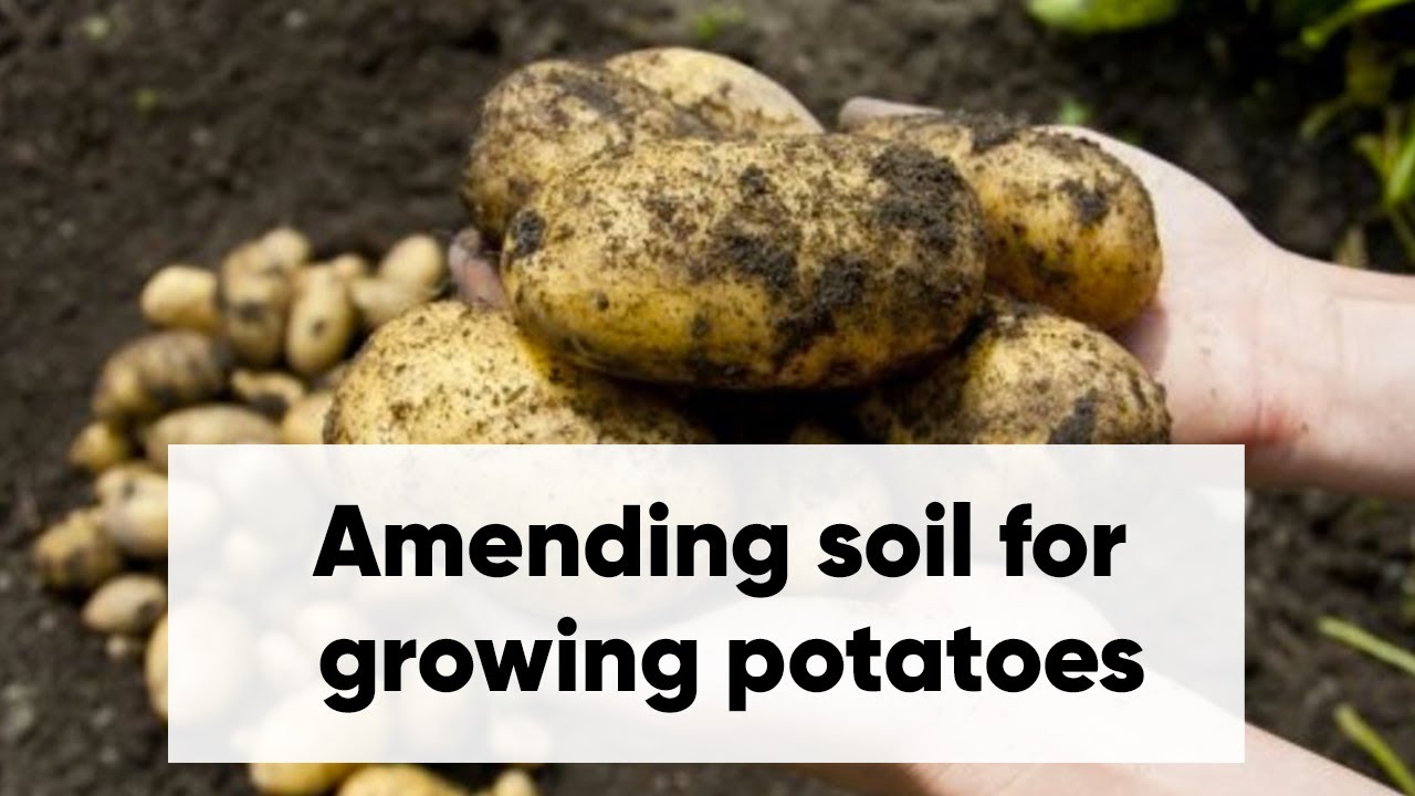 Amending Soil For Growing Potatoes