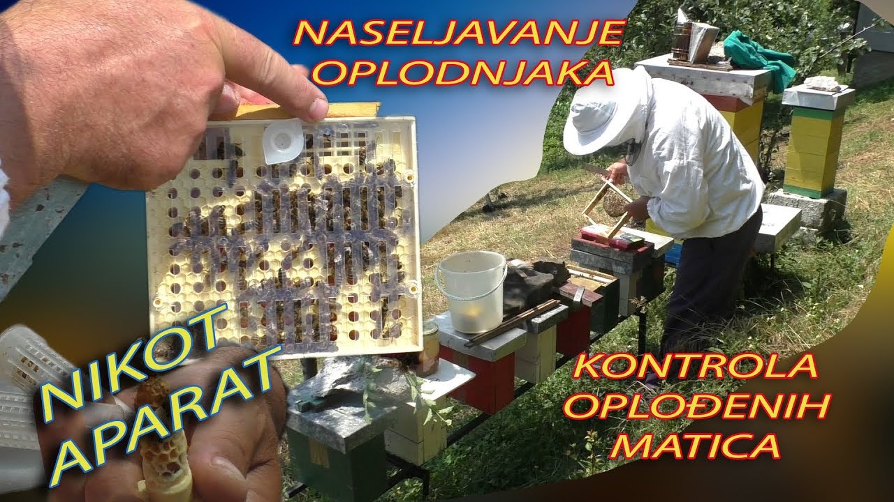 Naseljavanje oplodnjaka i kontrola oplodnje matice Nikot Aparat