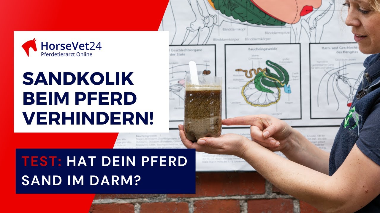 Sandkolik beim Pferd vorbeugen und verhindern! Test: Hat dein Pferd Sand im Darm? \Horsevet24