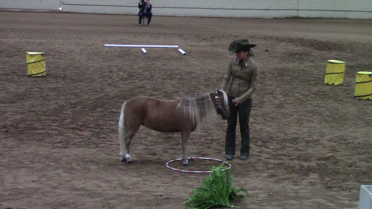 2017 AMHR Nationals Open Halter Obstacle 34