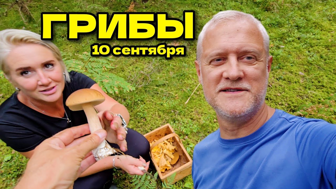ГРИБЫ 10 сентября: Много лисичек, маслята, белый гриб | Латвия, регион Курземе 
