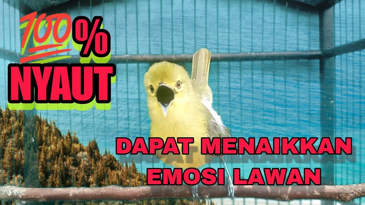 BURUNG SIRTU GACOR INI DAPAT MENAIKKAN EMOSI LAWAN