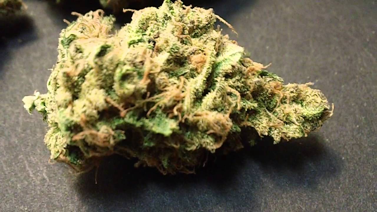 Chocolate Thai Final Bud Shot