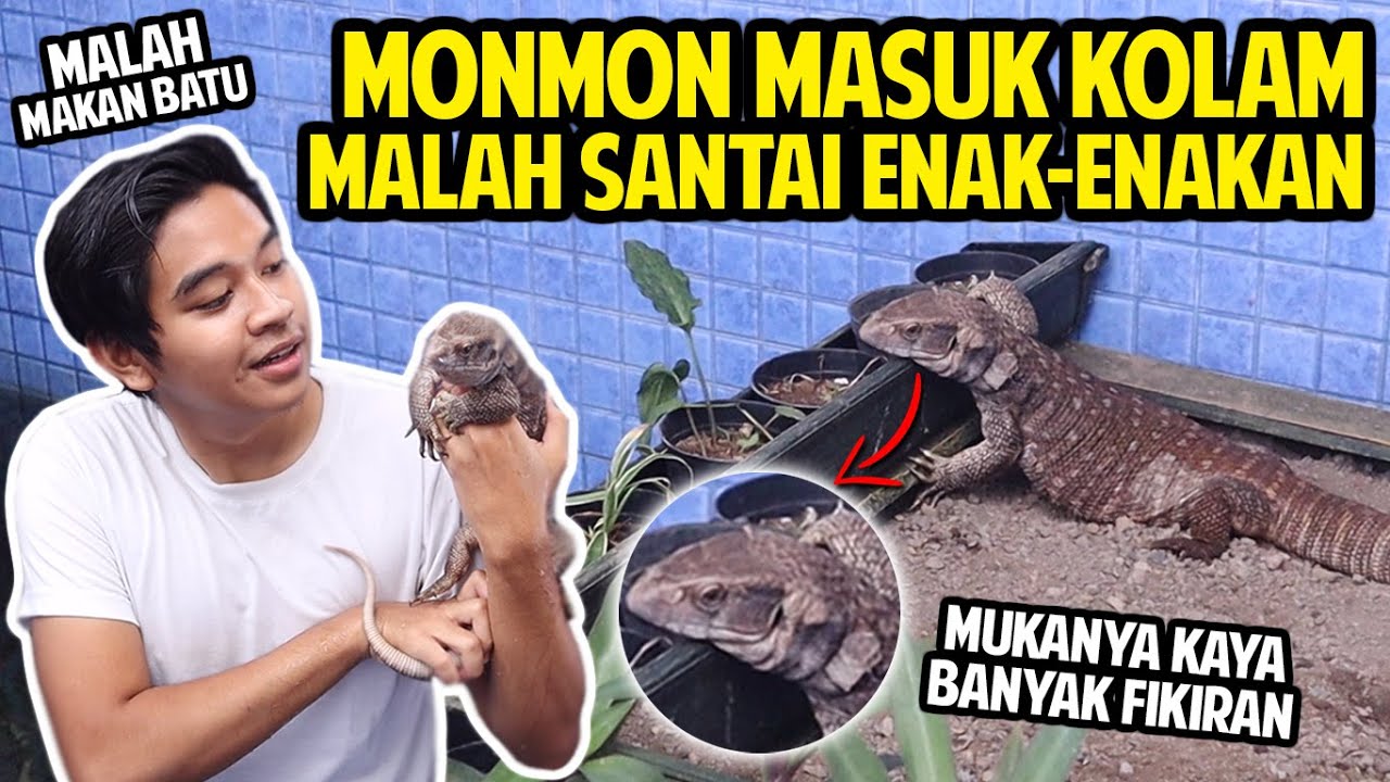MONMON MASUK KOLAM KURA BARU! MALAH SANTAI ENAK-ENAKAN! HEWAN AKU MAKAN BATU!?