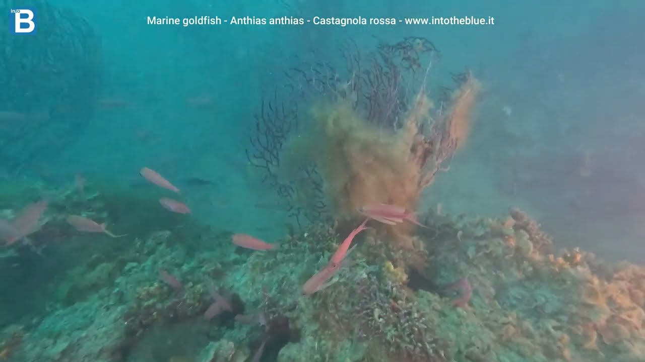 Marine goldfish - Anthias anthias - Castagnola rossa - www.intotheblue.it