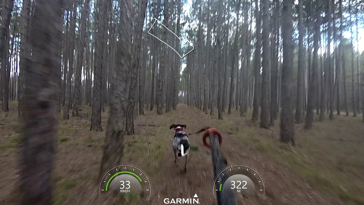 Speedtraining with Odin the little Greyster