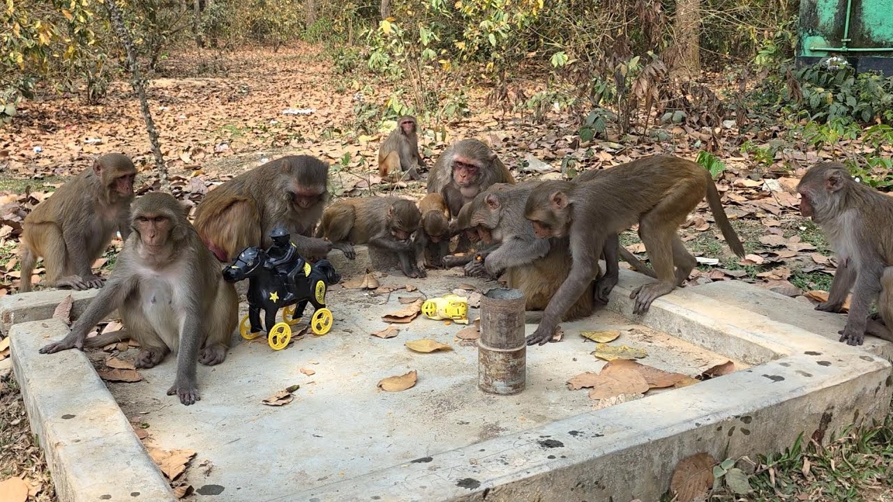 When all the monkeys eat together.