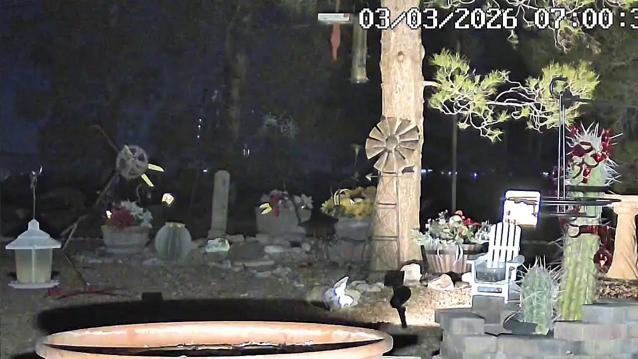 MOJAVE DESERT:LIVE:) LOTS OF BIRDS AND SQUIRRELS:) NATURE SHOW #mojavedesert#nature#squirrels#birds