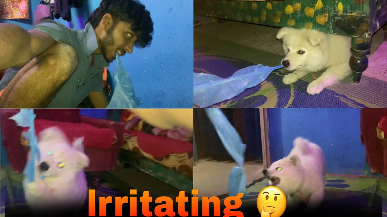lrritating puppy for 24 hours challenge..🤔😱