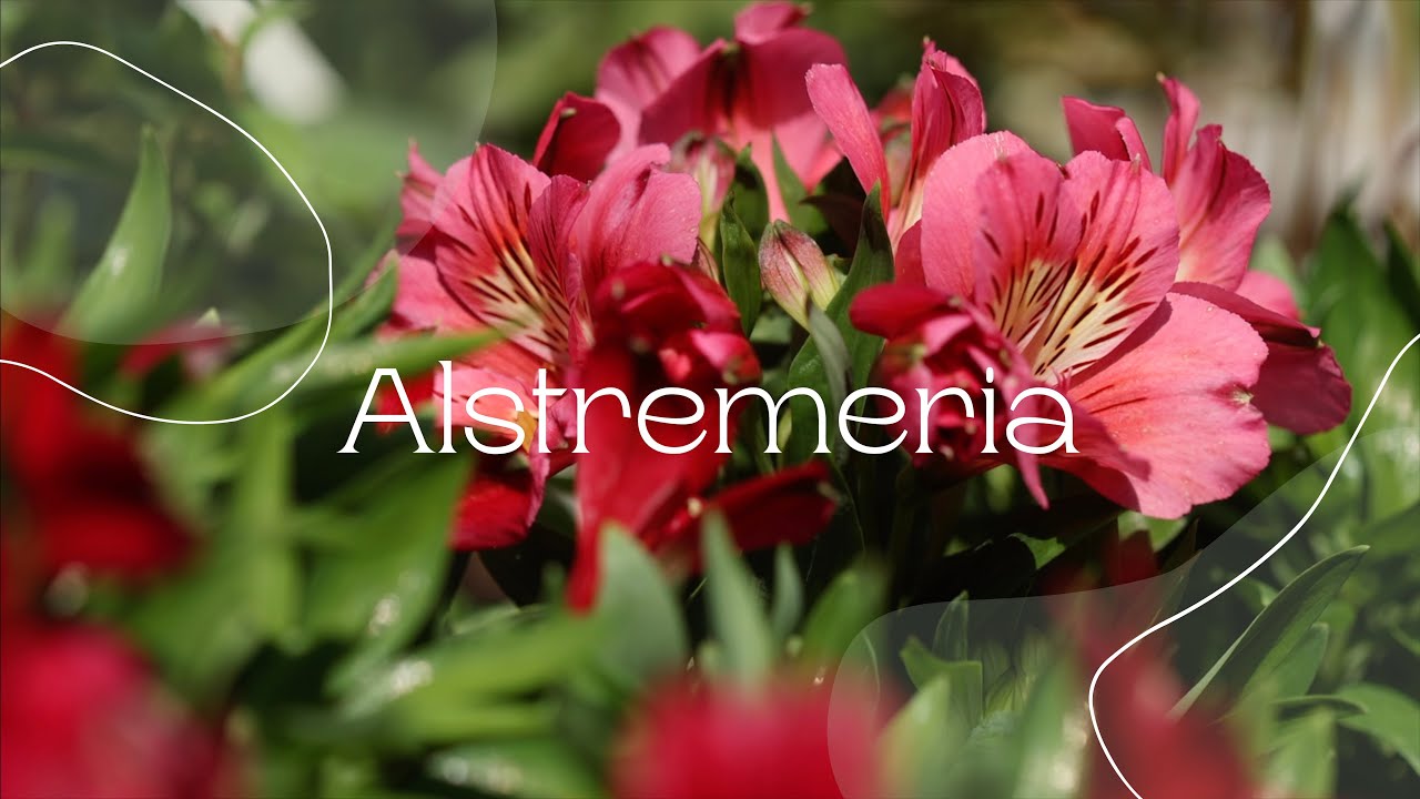 Alstremeria