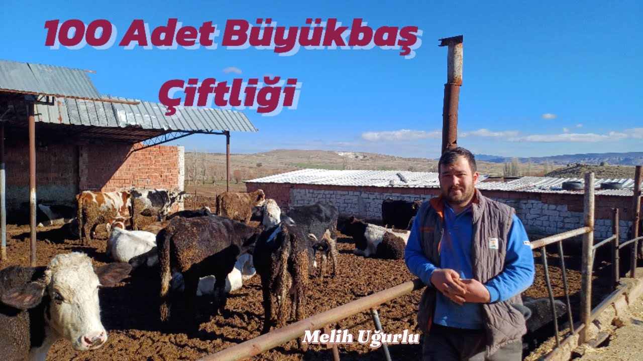 100 Adet Büyükbaş Çiftliği - Açıkbesi Sistemi Bakım ve Besleme  #hayvancılık #açıkbesi #çiftlik