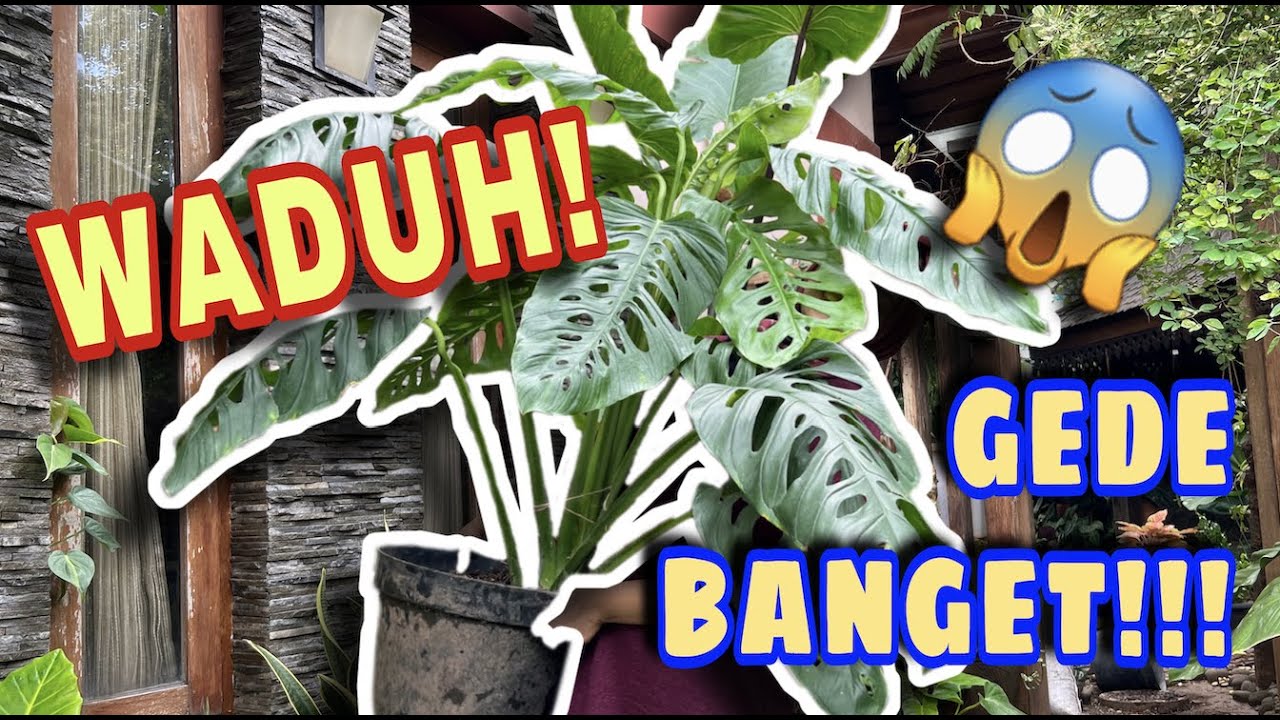 #DIY | Repotting Monstera Adansoni Giant ala Mbok Kebon