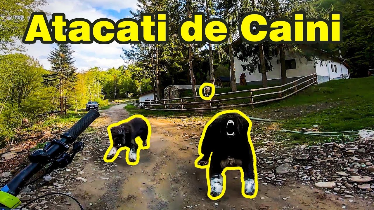Biciclisti Atacati de Caini Ciobanesti