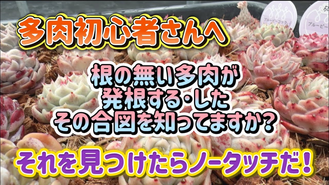 【多肉初心者】さん必見！発根する直前･した後の見分け方と触らないという美学💖【多肉育て方】