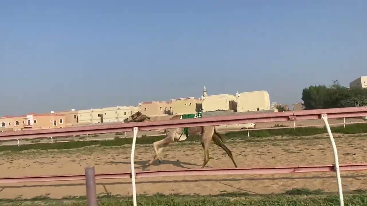 الشوط 12 / 7-2-2025
