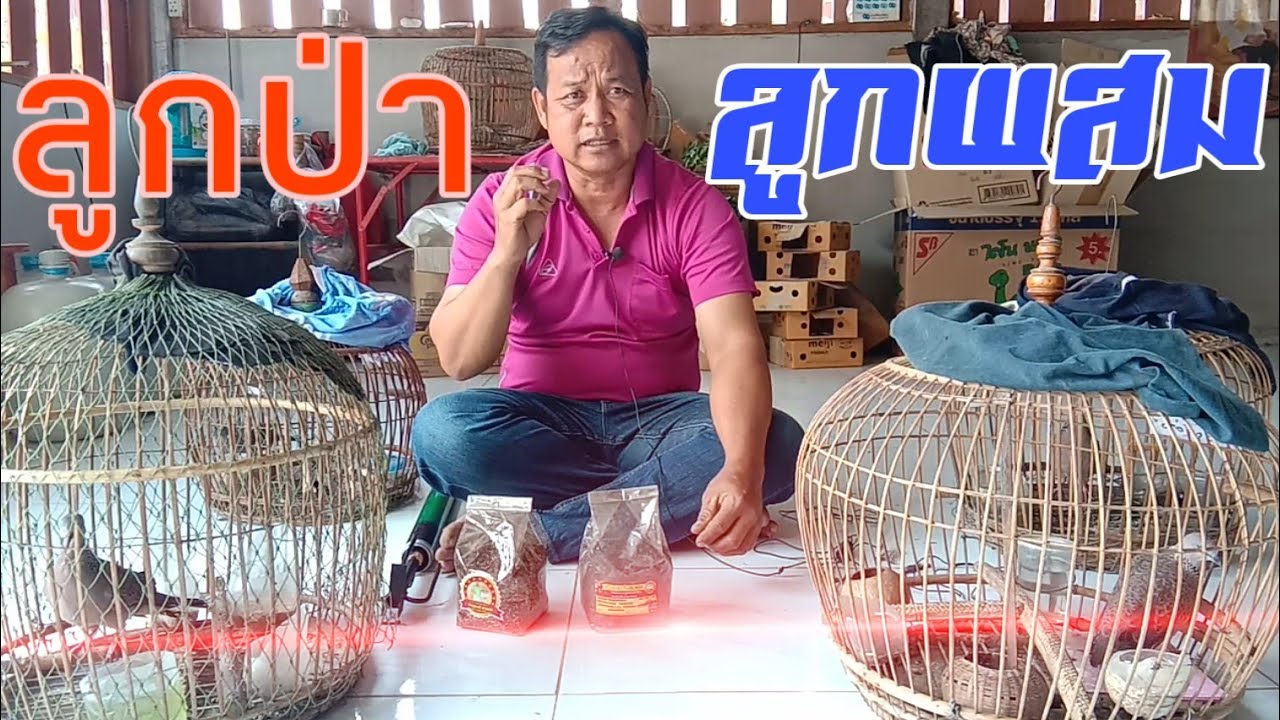 นกเขาใหญ่🌟 ลูกป่าและลูกผสม 🌟มีลักษณะพิเศษต่างกันอย่างไร