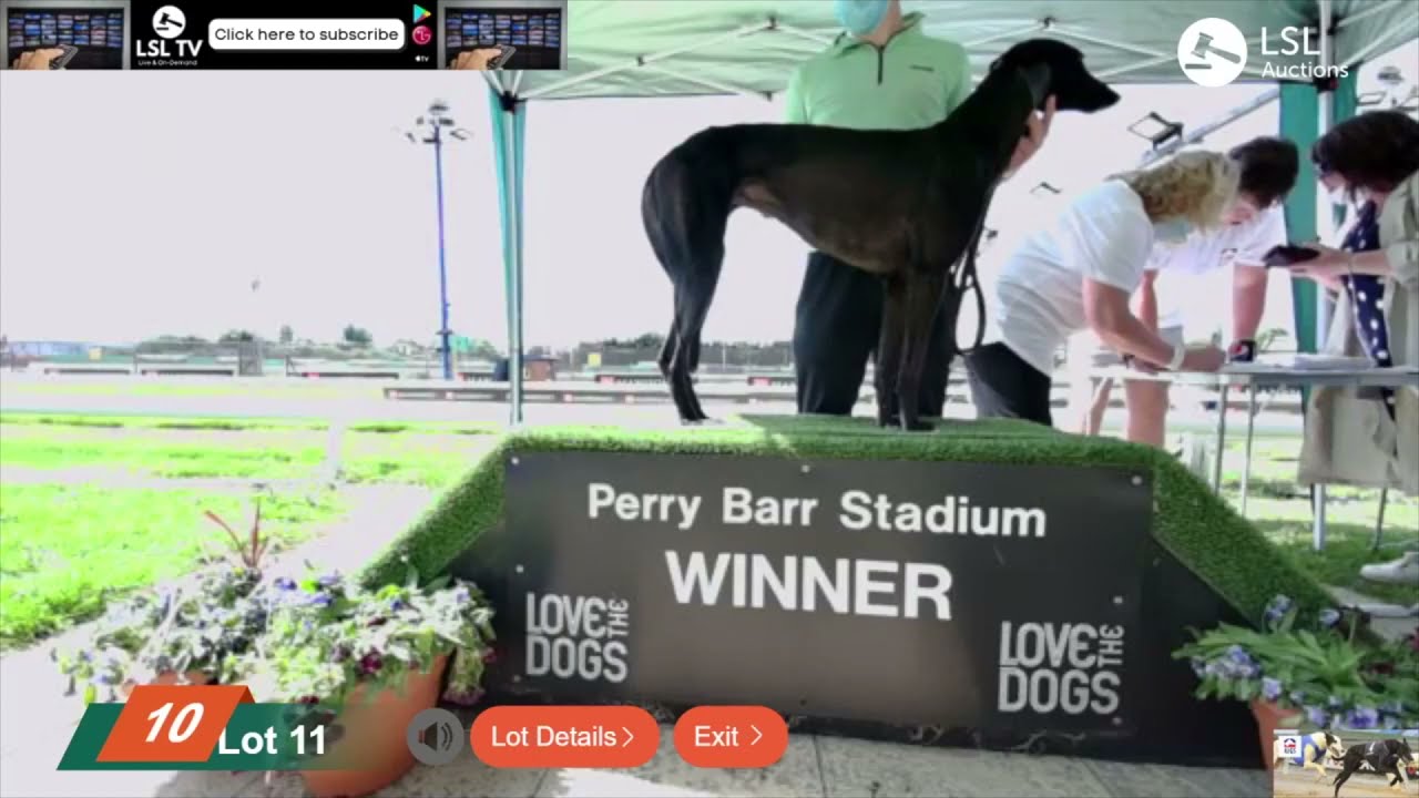 LSL Auctions - Greyhound Sales, TOP LOT at Perry Barr Stadium, JUMEIRAH CARMEN - LSLAuctions.com
