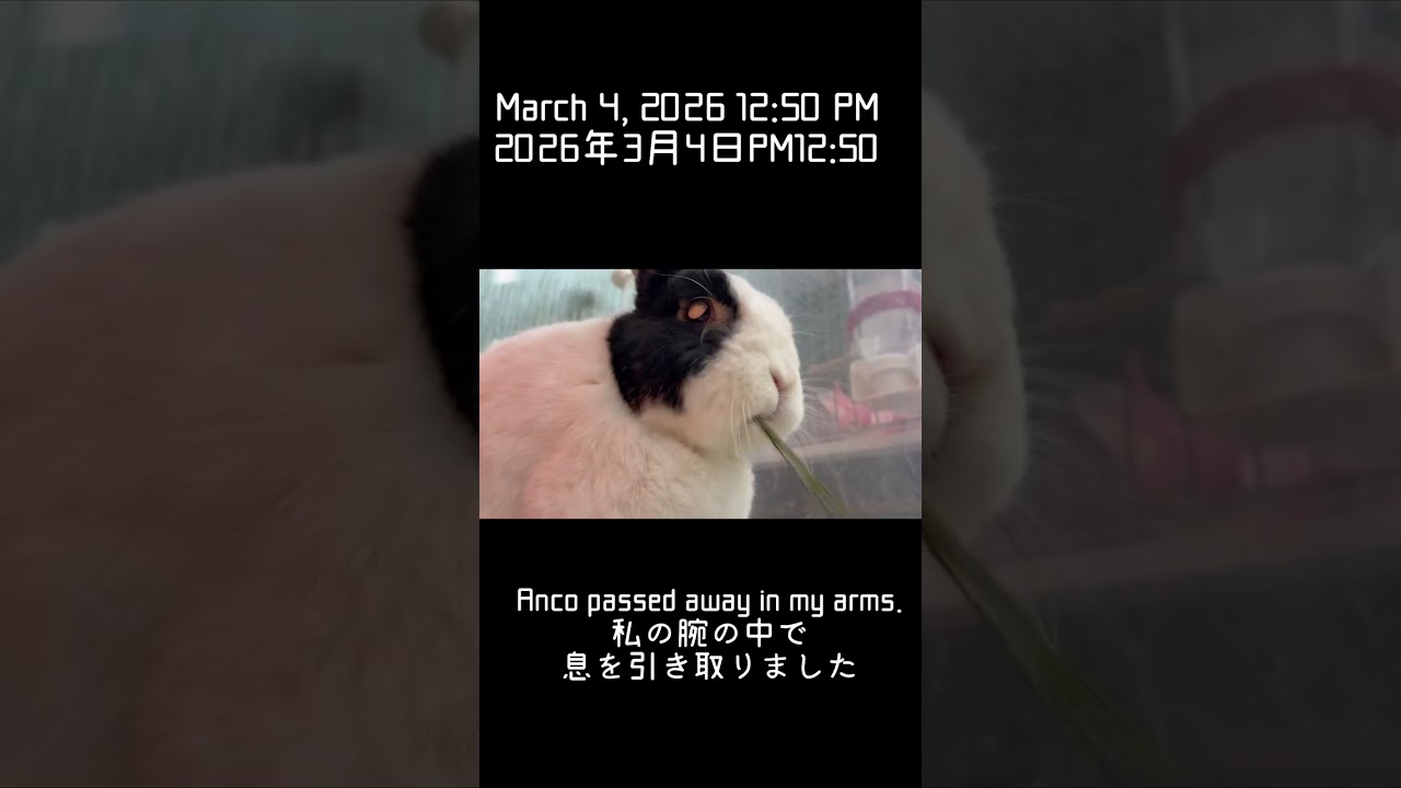 【ご報告】あんこお月様に旅立ちました