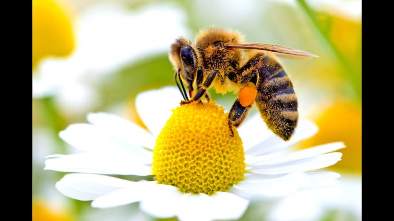 Le api, una specie a rischio estinzione