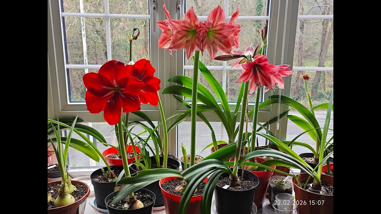 Останній день зими - Моє підвіконнячко з гіпеаструмами