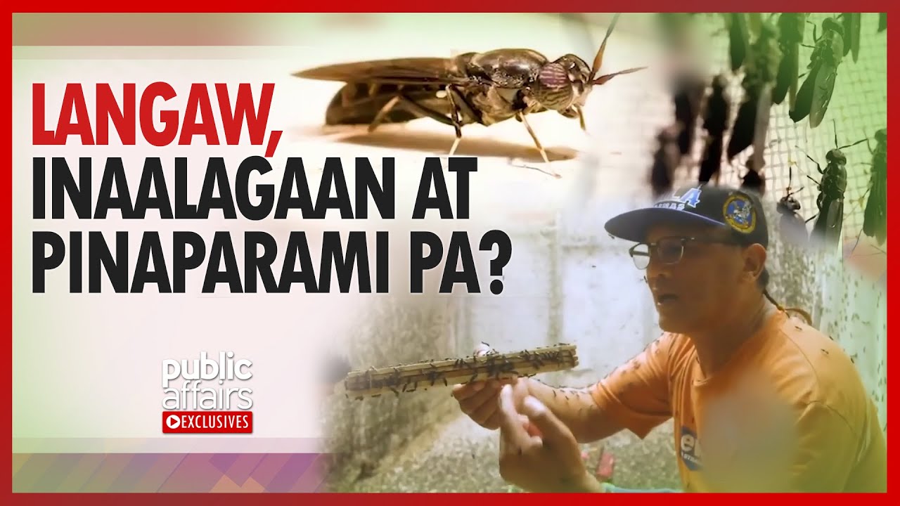 Langaw, inaalagaan at pinaparami pa? | Public Affairs Exclusives