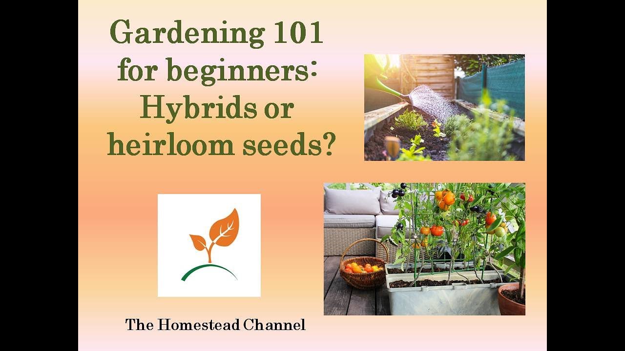 Gardening 101 for beginners : hybrids or heirloom seeds?