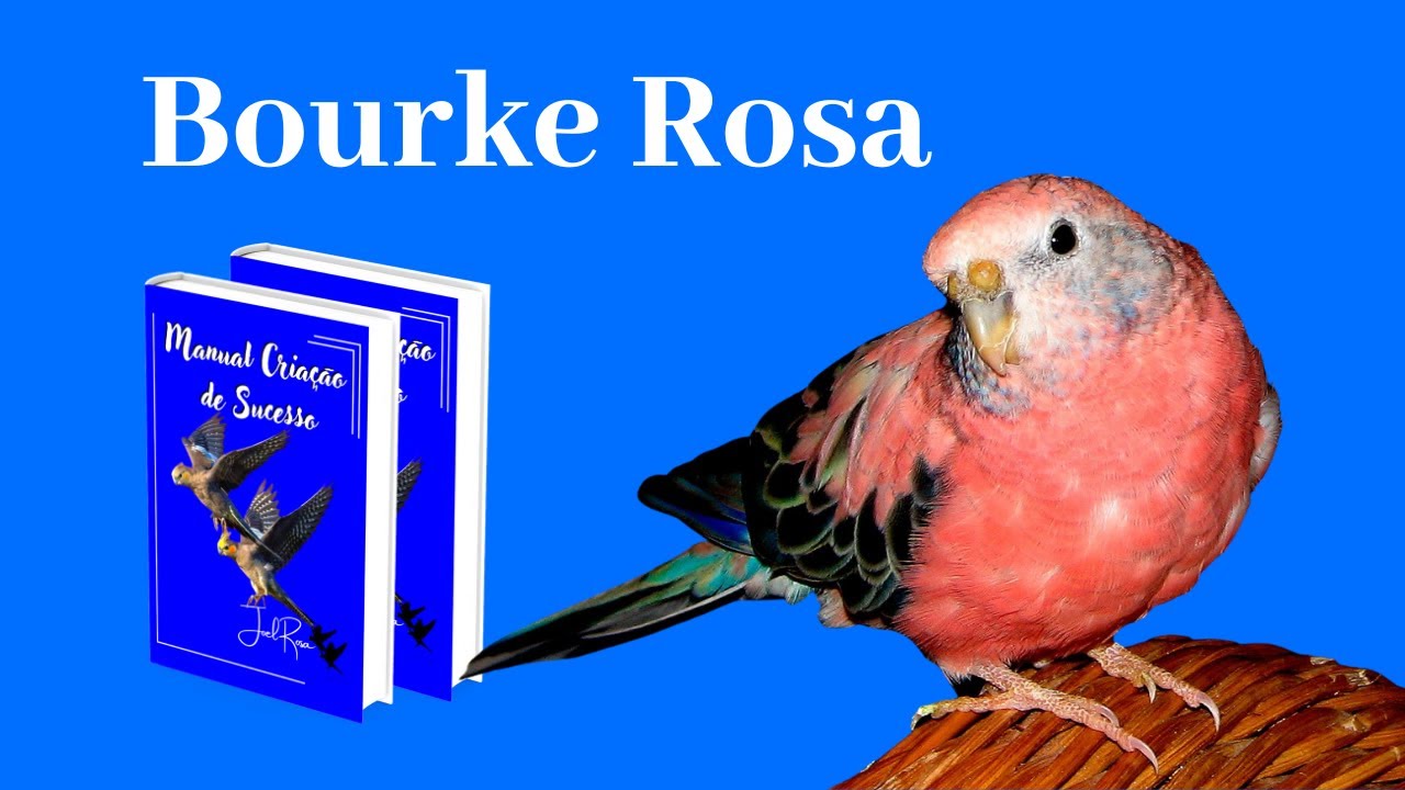 Bourke Rosa ,Mostrando um pouco da criação do Alex , grande Criador de Bourkes , filhotes ,ovos ...