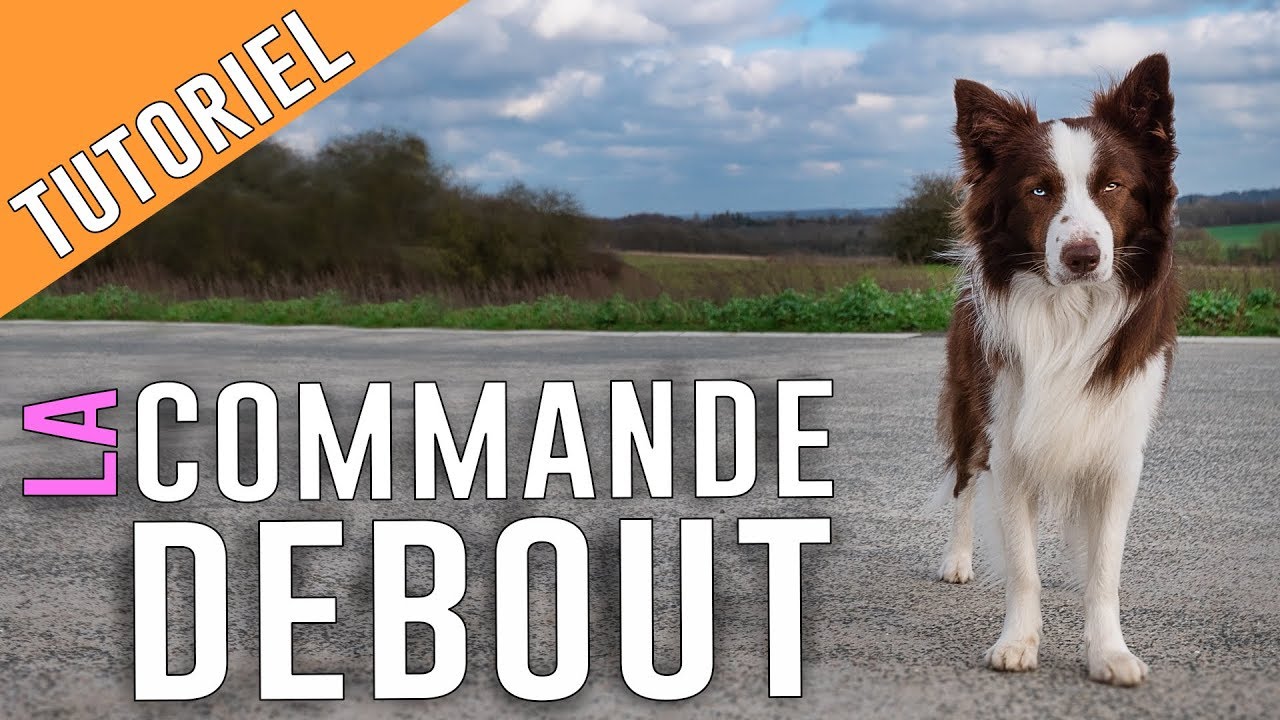Apprendre Le DEBOUT à son CHIEN (en fixant les pattes)