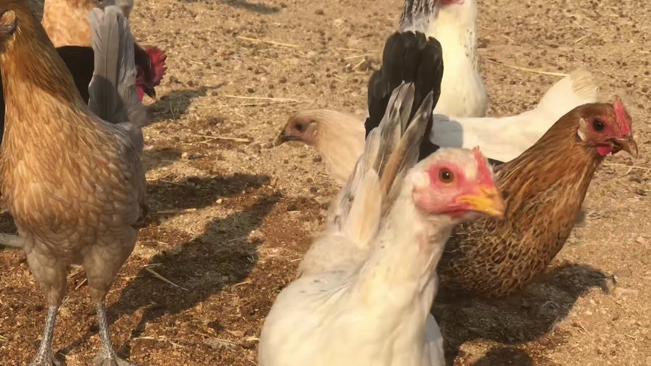 بغير شبك الدجاج + متعة الحمام