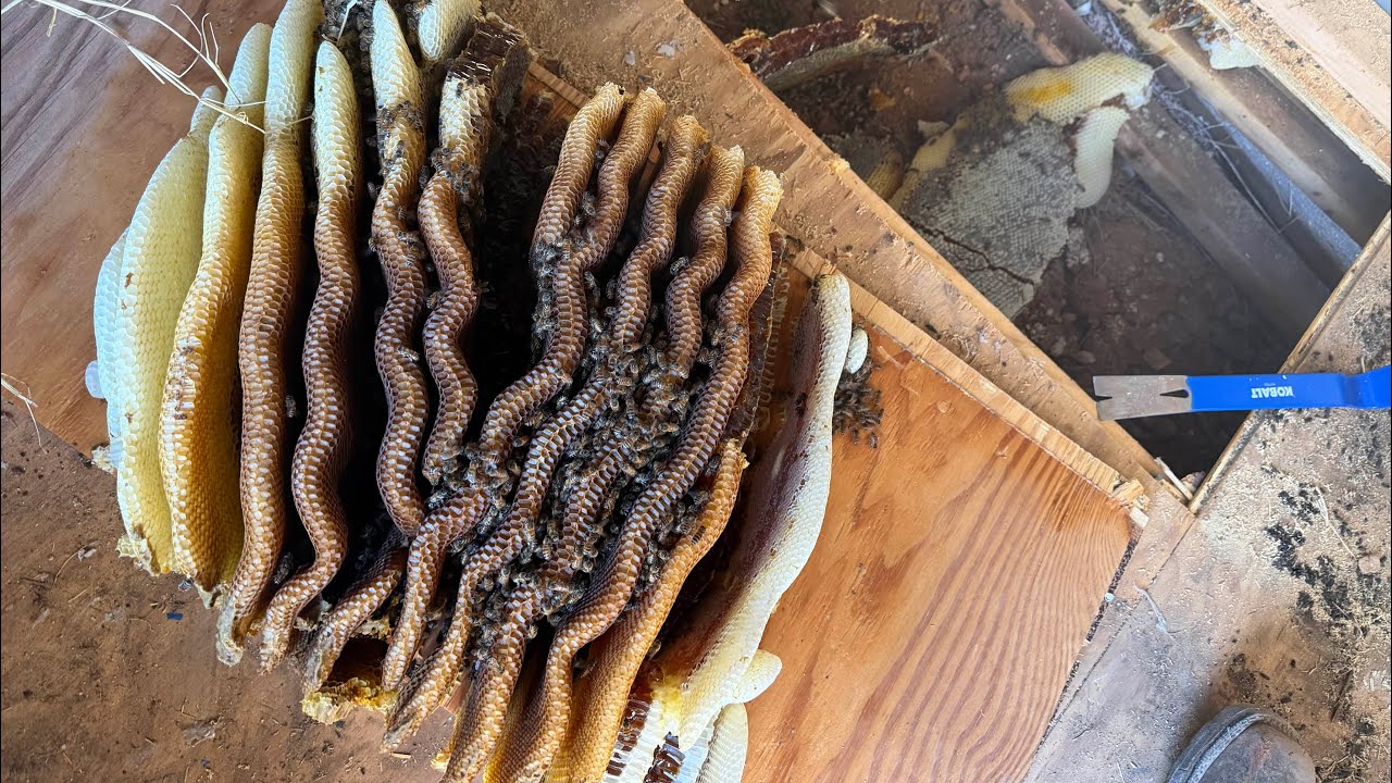 First Bee Removal of 2026