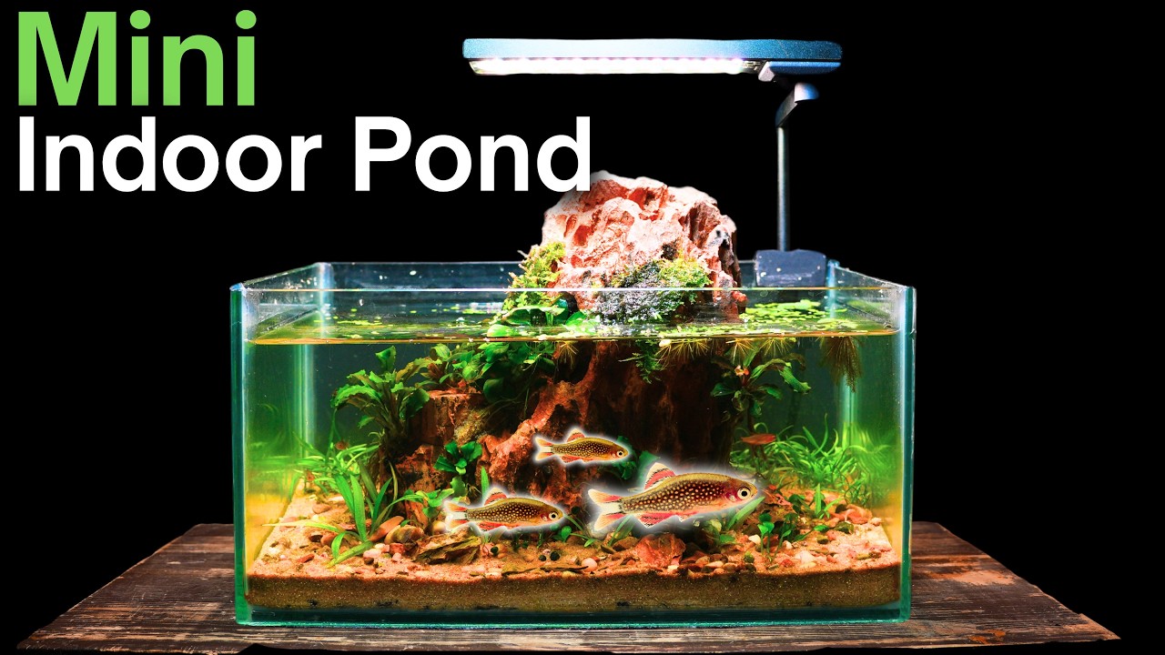 I Built a Mini Indoor Pond For Tiny Fish & Shrimp, Here's How!
