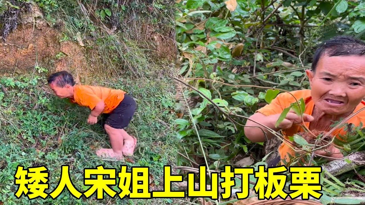 今天矮人宋姐去打板栗，路上草藤藤太多不小心摔了一跤，但看到满满一筐板栗还是很满足#摘果子 #农村生活 #板栗 #摘果子