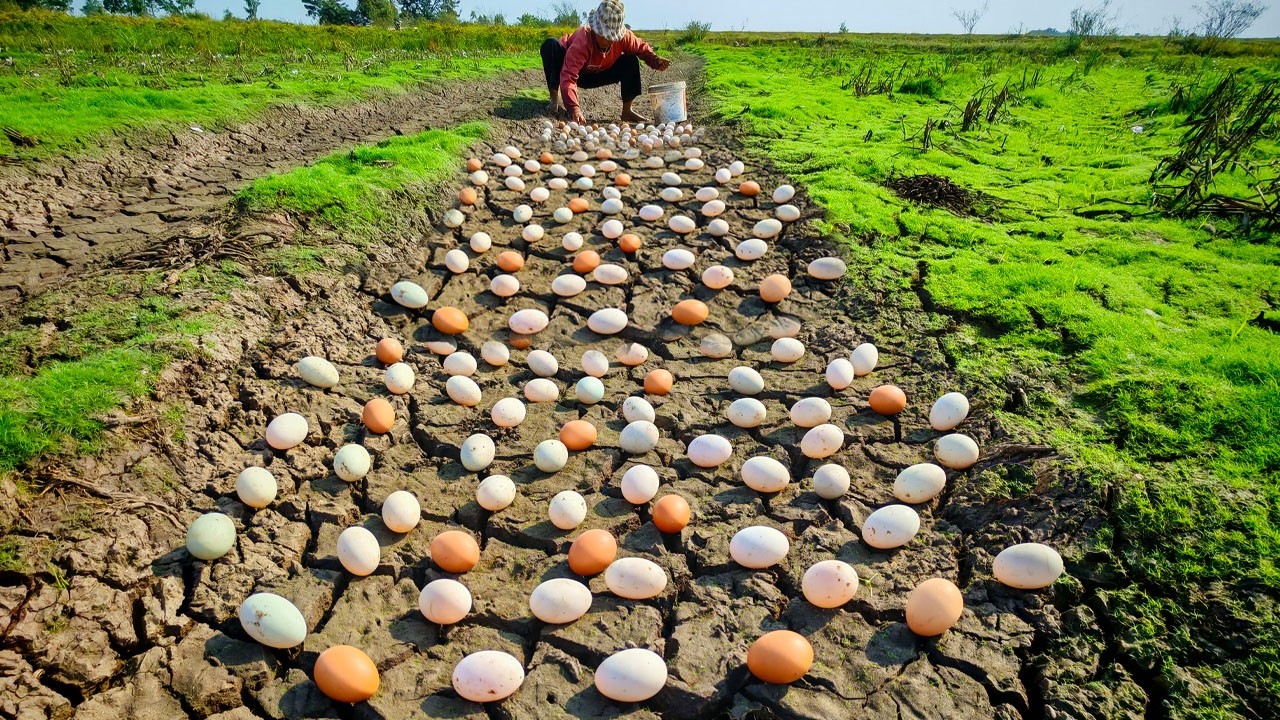 BEST amazing - Harvest duck eggs a lot of on the dead grass at field near village