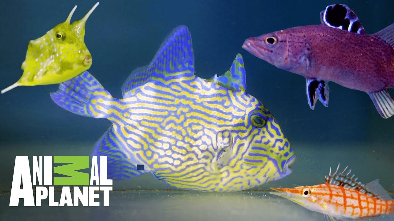 Los peces más increíbles | Con el agua al cuello | Animal Planet