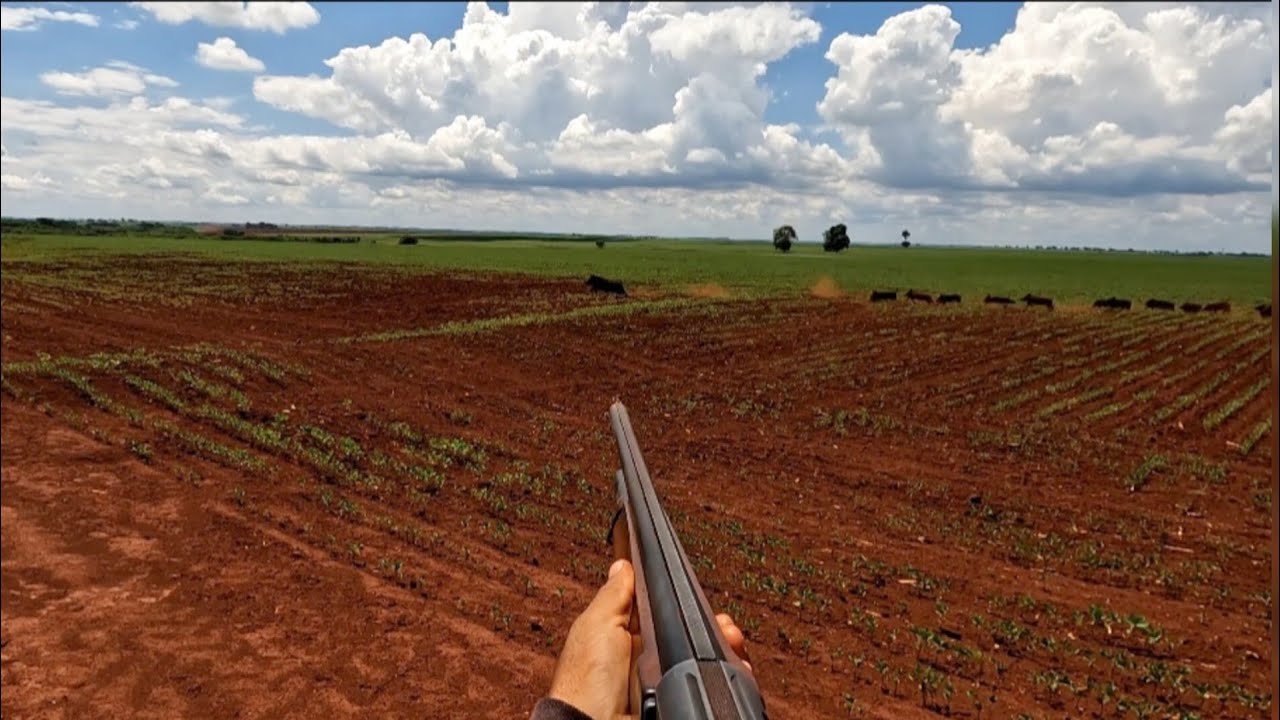 6 javali a menos. ca&ccedil;ada sensacional ( ca&ccedil;ada de javali )