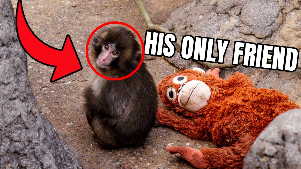 The Heartbreaking Story of Punch — The Abandoned Baby Monkey