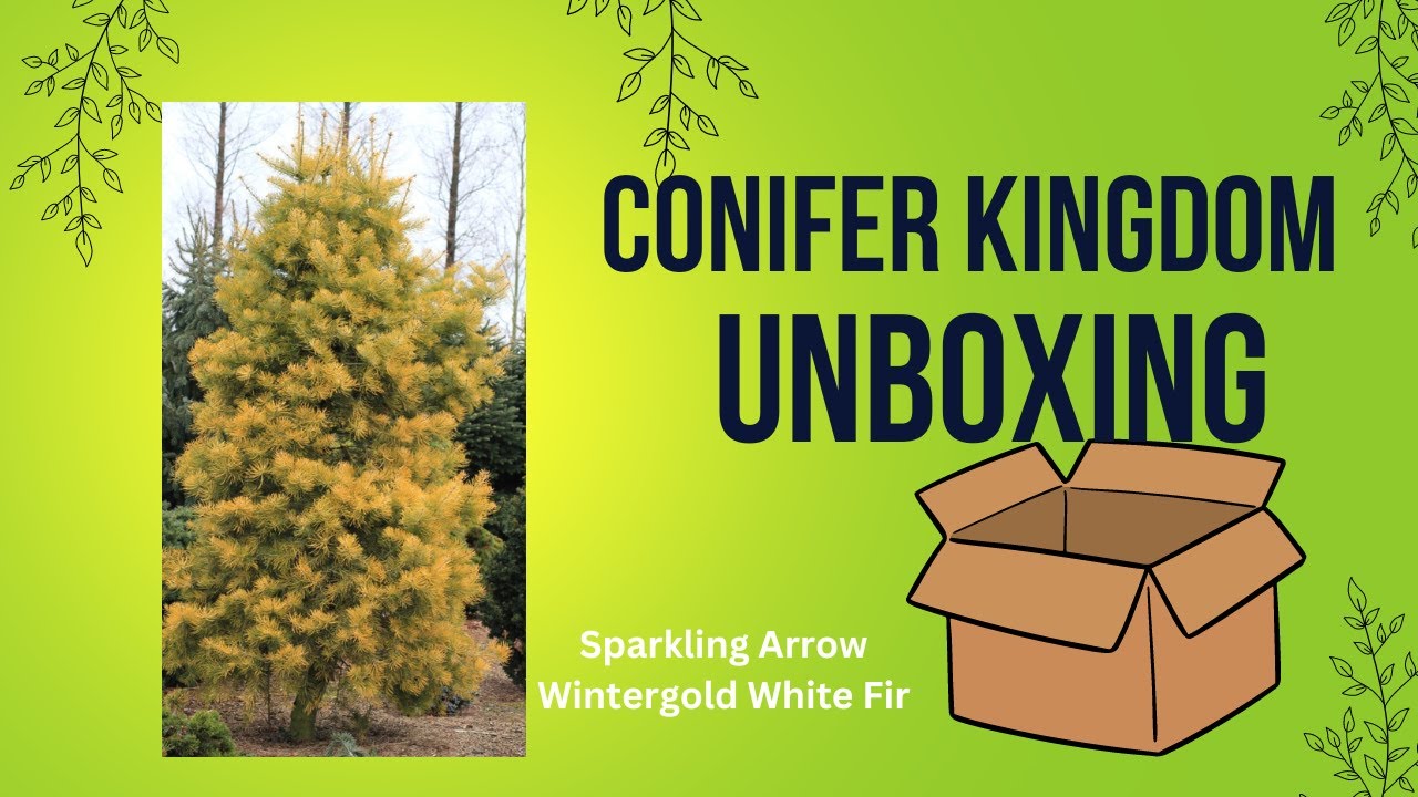 24-259  — Sparkling Arrow & Wintergold White Fir — @Conifer Kingdom Unboxing
