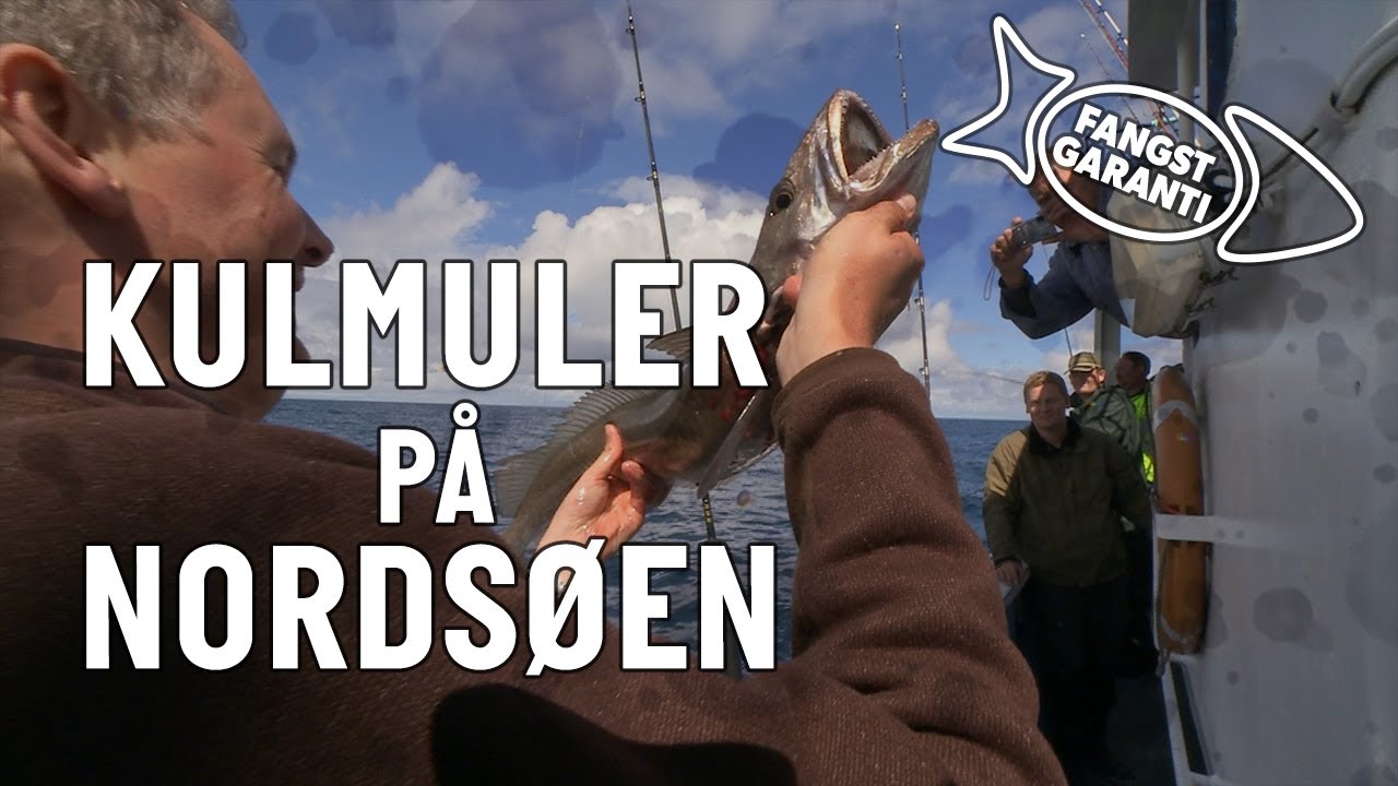 KULMULE FRA KUTTER // FANGSTGARANTI