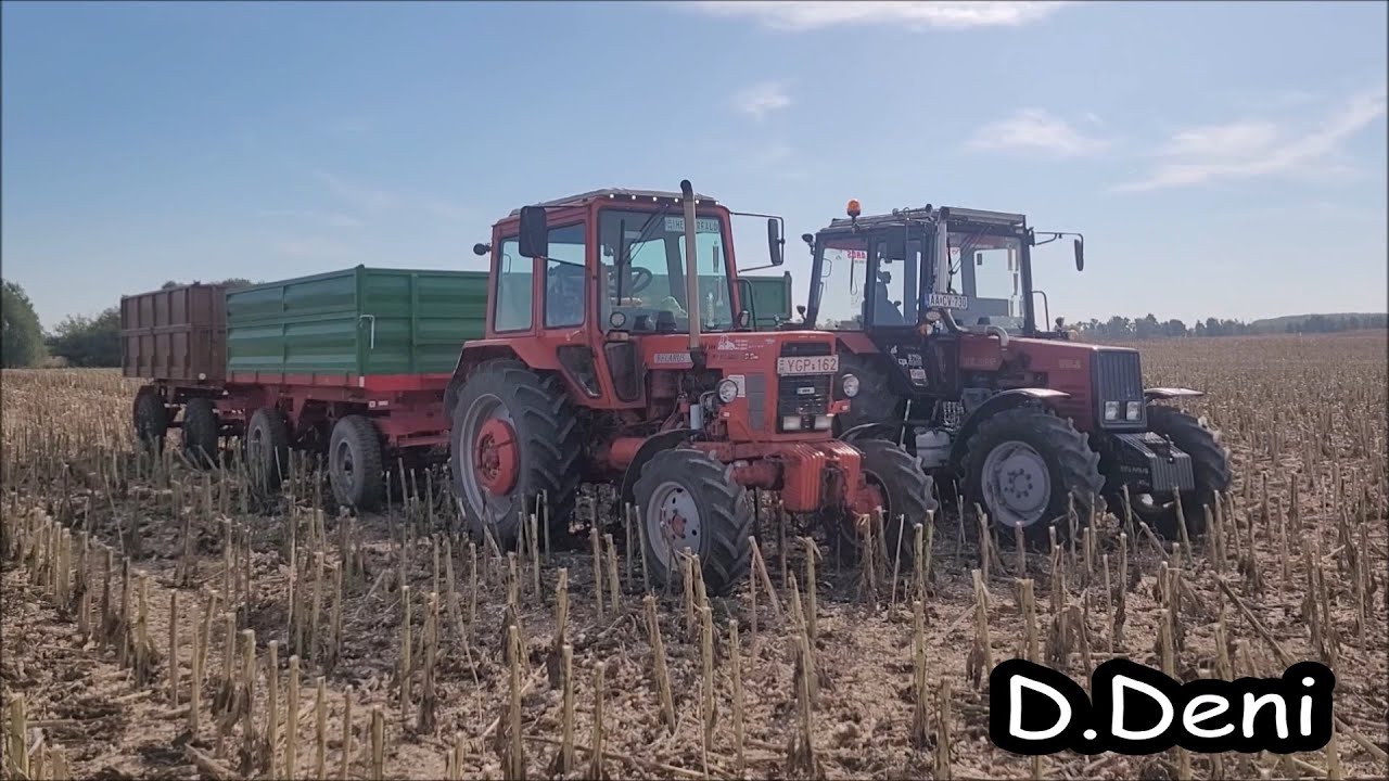 [2023] Napraforgó Aratás {Mtz-82 Turbó & Belarus 820.2 Turbó} *D.Deni*