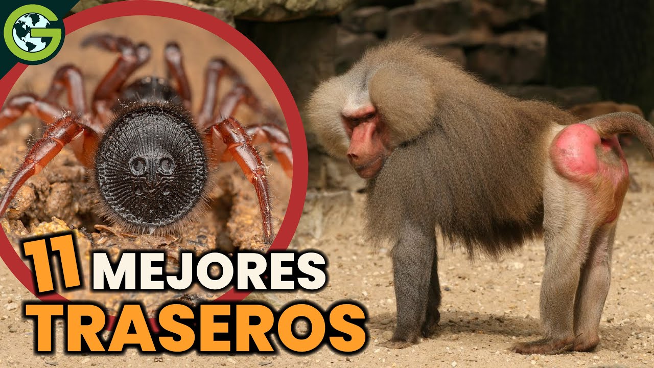 Los TRASEROS 🍑 Más EXTRAÑOS del REINO ANIMAL