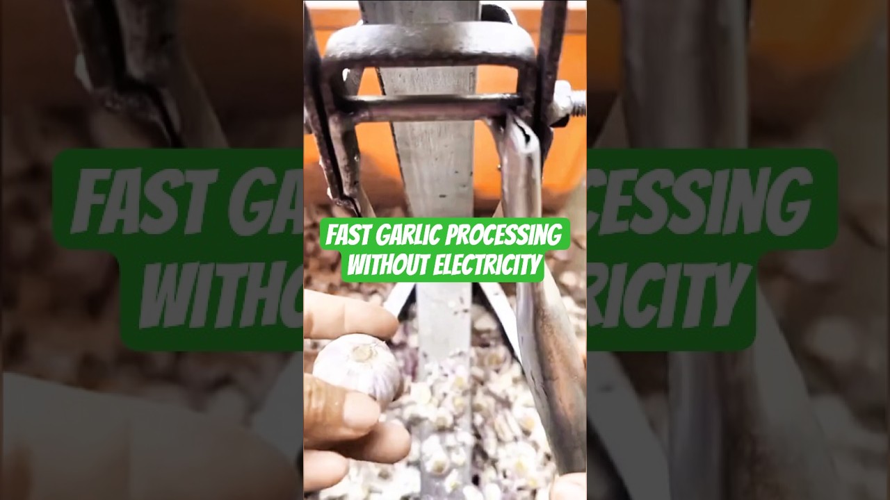 Smart Garlic Root Cutter: Fast, Safe, No Knife Needed - So Satisfying It Feels Robotic